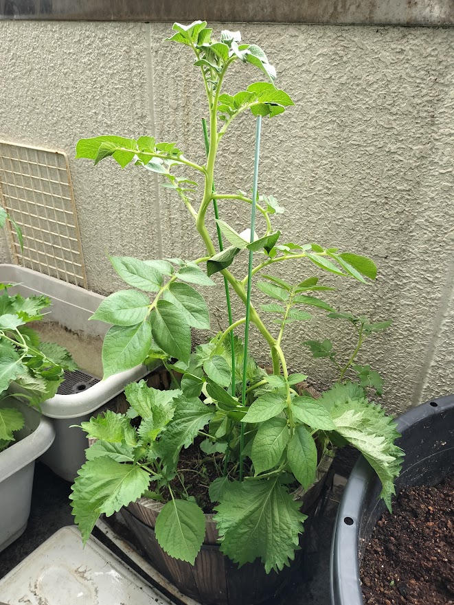 じゃがいも20240711