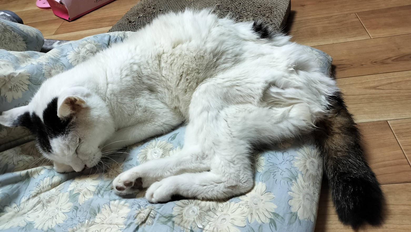 元気のないチロ