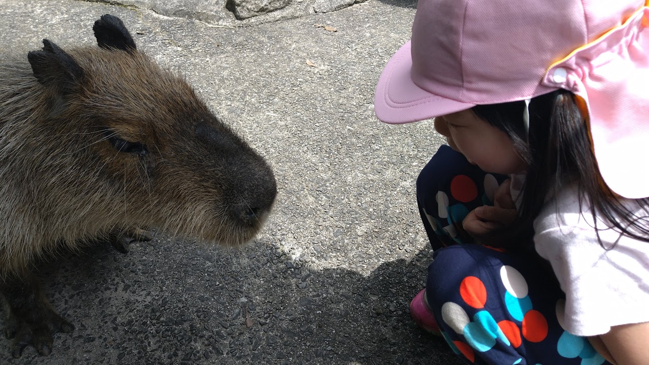 カピバラ