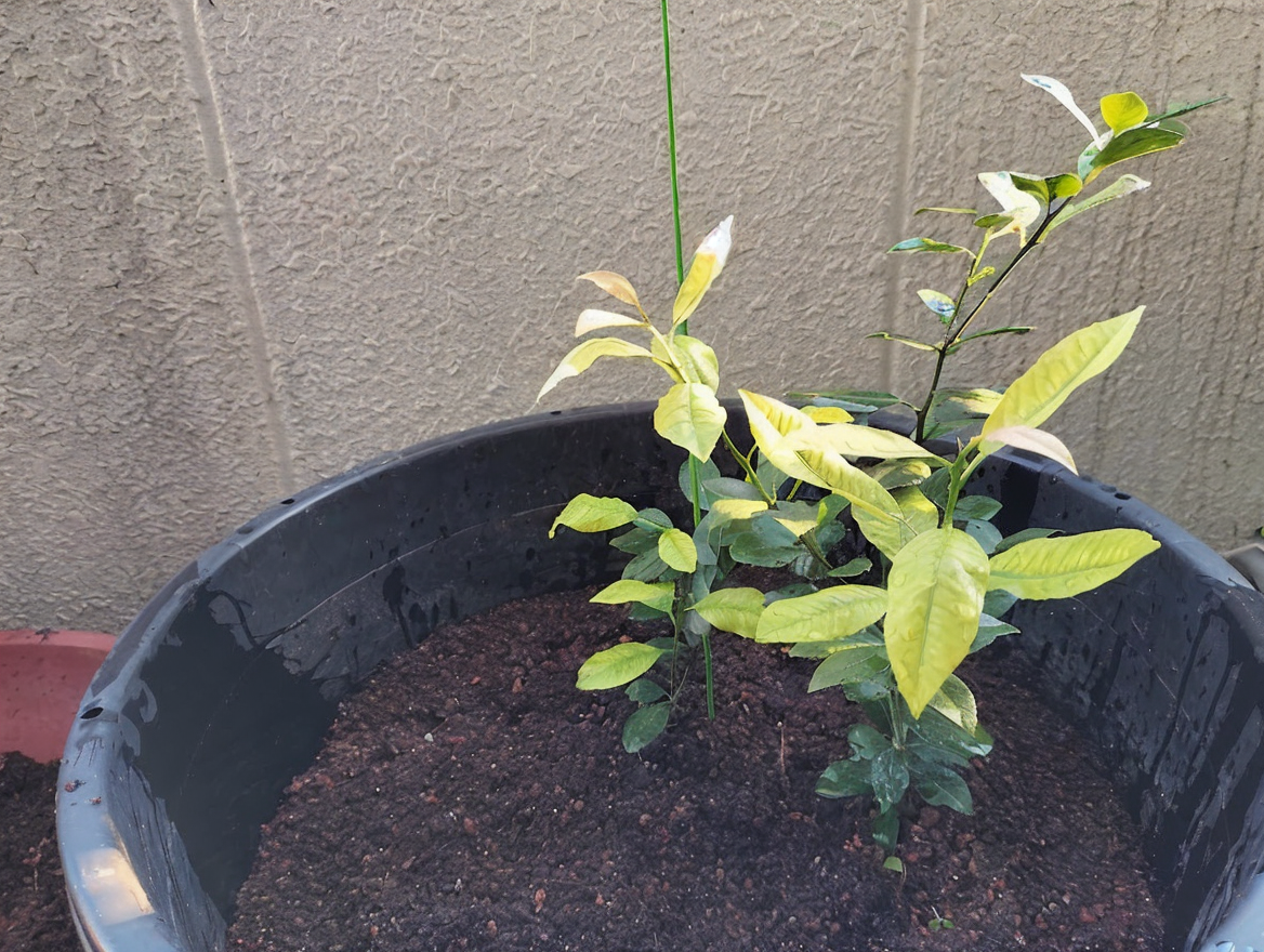 スイートレモネード_7カ月