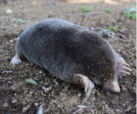 もぐら