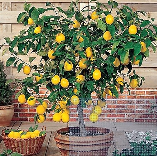 マイヤーレモン