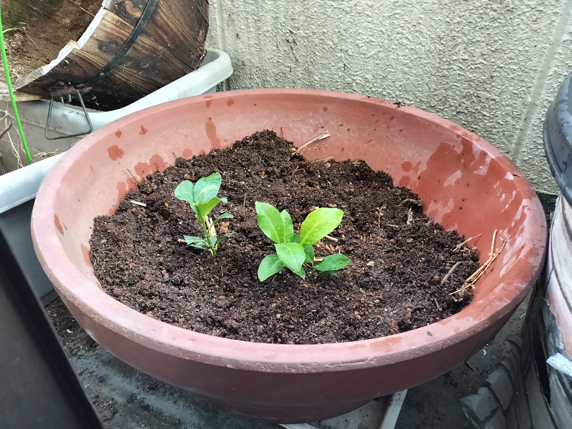 マイヤーレモンの苗