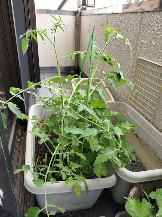 ミニトマト20240711