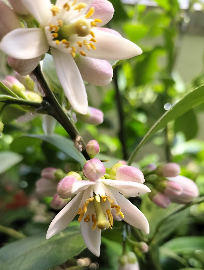 レモ夫の花